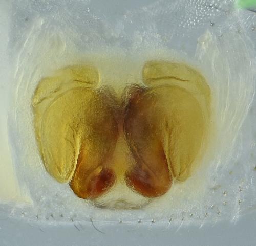 Réf. 219 948 : Episinus maculipes